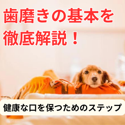 犬の歯磨きの基本を徹底解説!健康な口を保つためのステップをご紹介