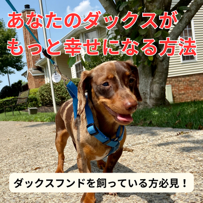 ダックスフンドを飼っている方必見!あなたの愛犬がもっと幸せになる方法