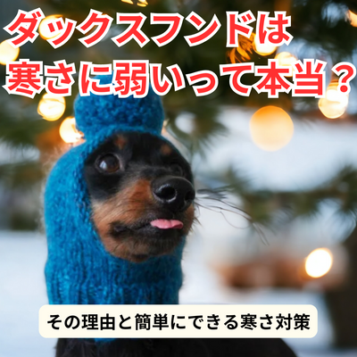 ダックスフンドは寒さに弱い?その理由と簡単にできる寒さ対策