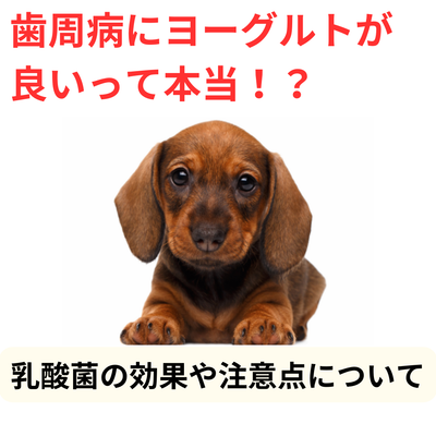 犬の歯周病にヨーグルトが良いって本当!?乳酸菌の効果や注意点について