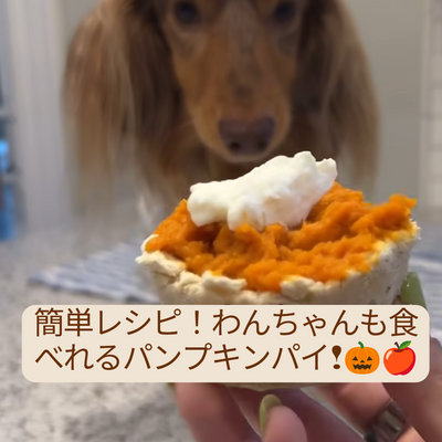簡単レシピ!わんちゃんも食べれる手作りかぼちゃパイカップケーキ
