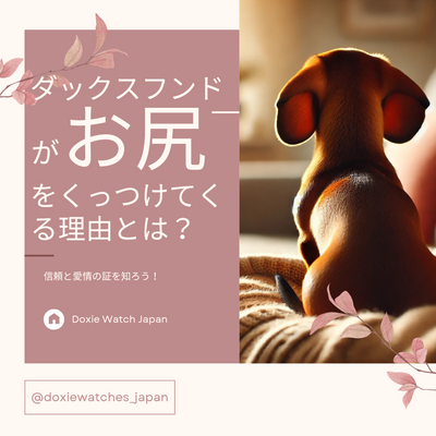 ダックスフンドがお尻をくっつけてくる理由をしってる?信頼と愛情の証を知ろう