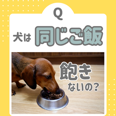 【徹底解説】犬は同じご飯で飽きないの?