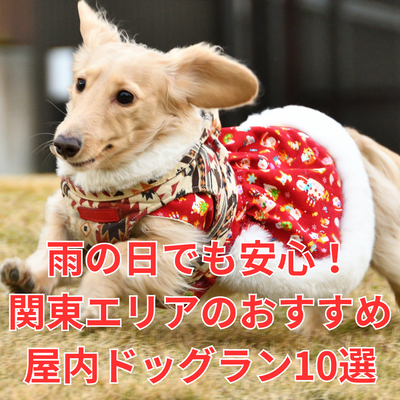 雨の日でも安心!関東エリアのおすすめ屋内ドッグラン9選