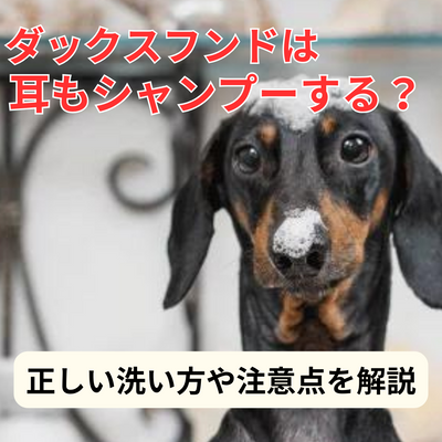 ダックスフンドは耳もシャンプーする?正しい洗い方や注意点を解説