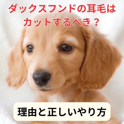 ダックスフンド犬の耳毛はカットするべき?理由と正しいやり方・失敗しないコツ