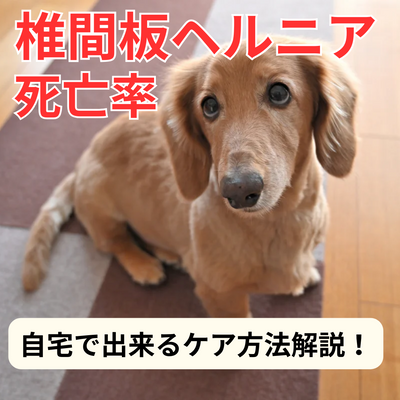 ダックスフンドが椎間板ヘルニアにかかったときの死亡率は?自宅ケア方法も解説!