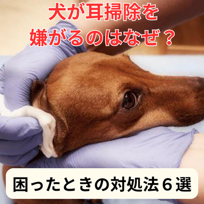 犬が耳掃除を嫌がるのはなぜ?ケアの必要性と困ったときの対処法6選