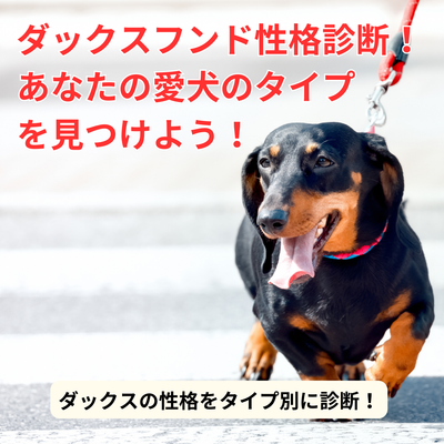 ダックスフンドの性格診断!あなたのダックスフンドはどのタイプ?