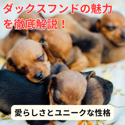 ダックスフンドの魅力を徹底解説!愛らしさとユニークな性格