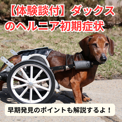【体験談つき】ダックスフンドのヘルニアの初期症状と早期発見のポイント