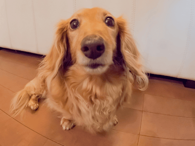 【犬の外耳炎】予防法はある?自宅でのケア方法と病院を受診するサイン