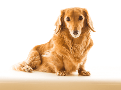 犬の関節炎や脱臼(パテラ)におすすめの人気サプリメント10選!効果や選び方を完全ガイド