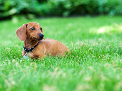 はみがきが苦手な犬には、歯磨きガムから!選び方・注意点を詳しく解説