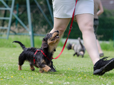 愛犬の歯周病が心配……初期症状や予防法を知って口の健康をキープしよう