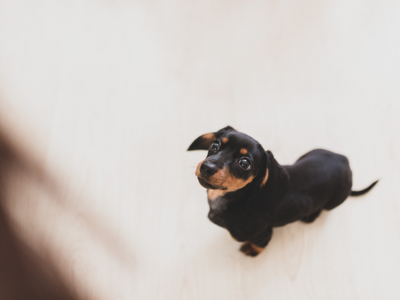 【諦めないで】老犬の歯周病は治療できない?原因とリスク、そして健康をまもる対策