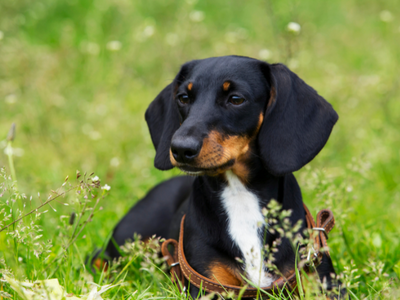 犬の関節炎をやわらげる効果的なマッサージ方法をご紹介!心も癒され絆が深まる