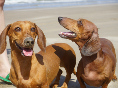 関節炎の原因と予防法は?日常的なケアで愛犬の健康を守ろう
