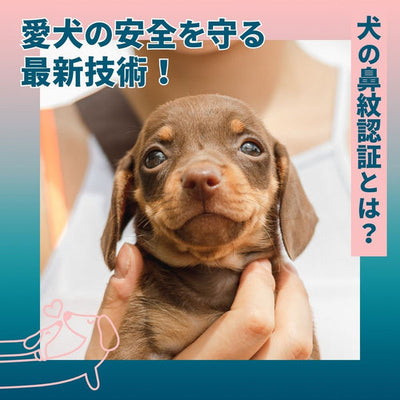 愛犬の安全を守る最新技術!犬の鼻紋認証とは?
