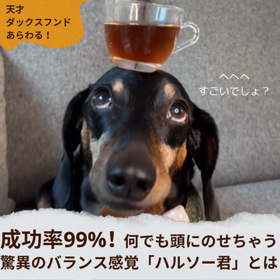 頭の上に何でも乗せちゃう!バランス感覚抜群のダックスフンド『ハルソー』って知ってる?