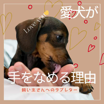ダックスフンドのかわいい癖!手をなめる行動に隠された心理を探る
