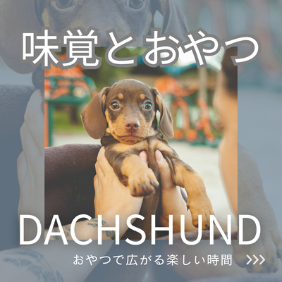 ダックスフンドの味覚とおやつの選び方!おやつで広がる楽しい時間