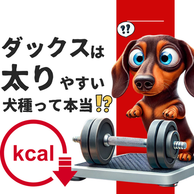 ダックスフンドは太りやすい犬種!?健康を守るための体重管理ガイド