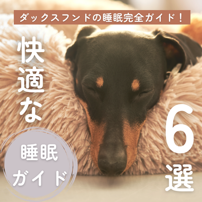 ダックスフンドの睡眠完全ガイド!快適で健康的な眠りのために