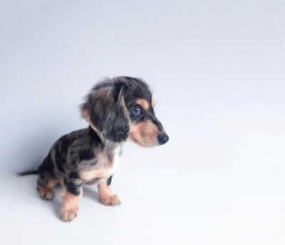 Doxie Watch Japan