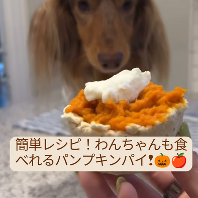 簡単レシピ！わんちゃんも食べれる手作りかぼちゃパイカップケーキ