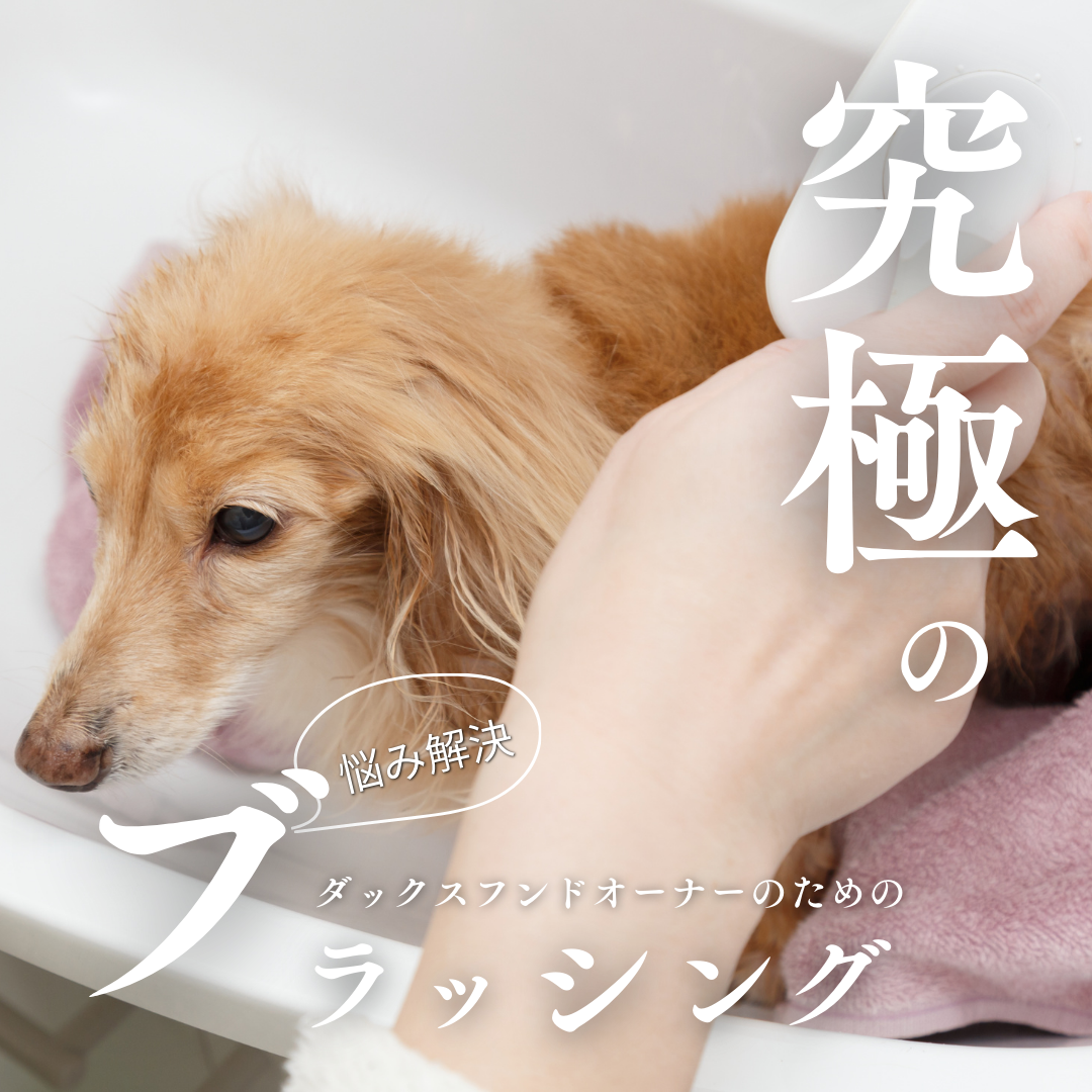 DACKS NEWDACKSBRUSH ダックス ブラシ ダックスフント レトロ DACKS NEWDACKSBRUSH ダックス ブラシ ダックスフント レトロ