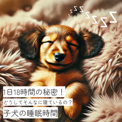 子犬が1日18時間も眠る秘密！どうしてそんなに寝ているの？