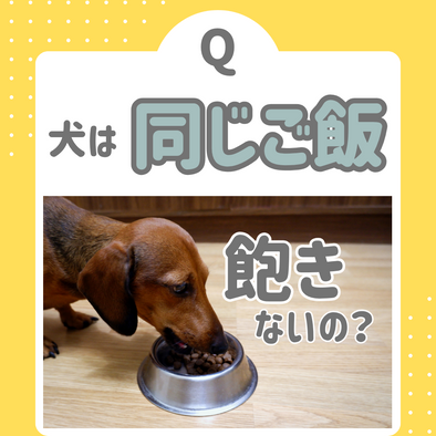 【徹底解説】犬は同じご飯で飽きないの？