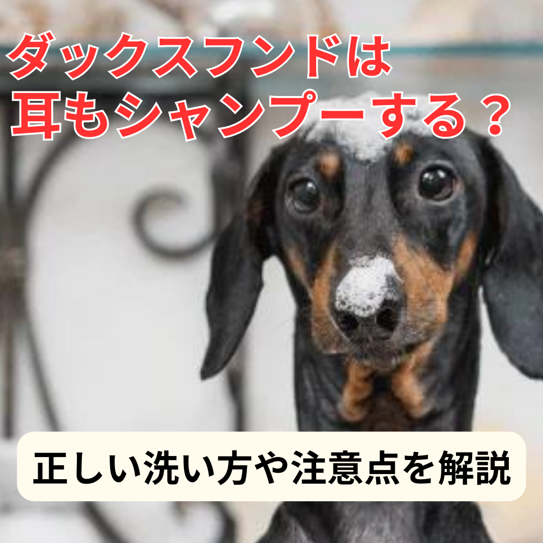 犬 シャンプー 耳 の 中