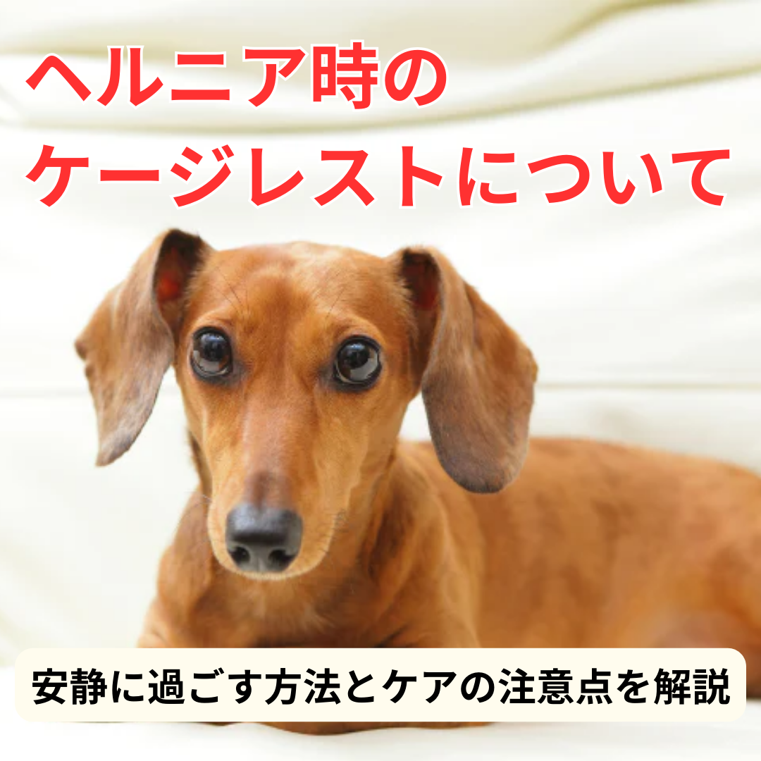 ダックス様専用 （NYU☆様専用 羊毛フェルト 犬 マルチーズ×ダックス  