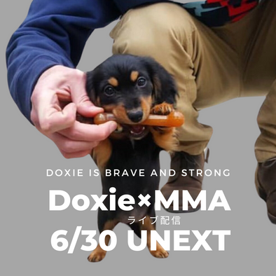 ダックスフンドとMMA！？Doxie Watch Japanの新たな挑戦！