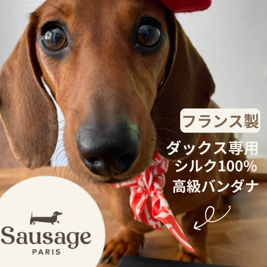 フランス発！Sausage Parisのシルクバンダナでダックスフンドをおしゃれに