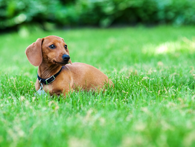 はみがきが苦手な犬には、歯磨きガムから！選び方・注意点を詳しく解説