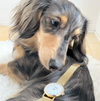 Doxie Watch入り！2025新春ごちゃまぜ福袋+20,250円分のクーポン付き