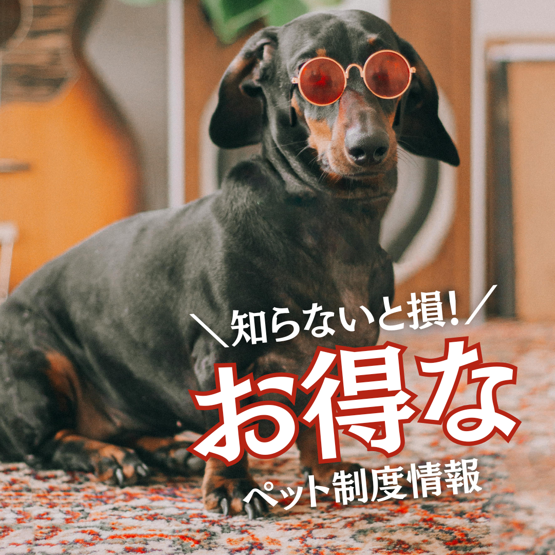 Doxie Watches（ドキシー・ウォッチ）日本公式オンラインショップ