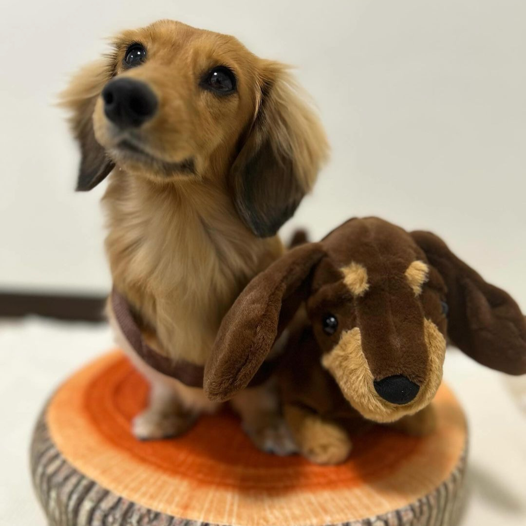 アニマルアレイ ぬいぐるみ 犬 トイザらス ダックスフント アニマルアレイ ぬいぐるみ 犬 トイザらス ダックスフント