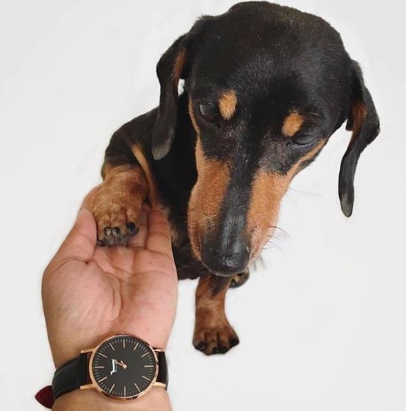 Doxie Watch入り！2025新春ごちゃまぜ福袋+20,250円分のクーポン付き